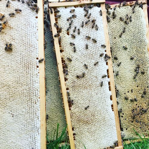 Svenska lokala honungskakor direkt från bikupan